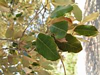 Chene vert, Quercus ilex (en Corse) (Photo F. Mrugala) (3)